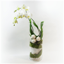 /fileuploads/Produtos/Plantas Naturais/thumb__Orquideas_em_tempo_frio_01.jpg